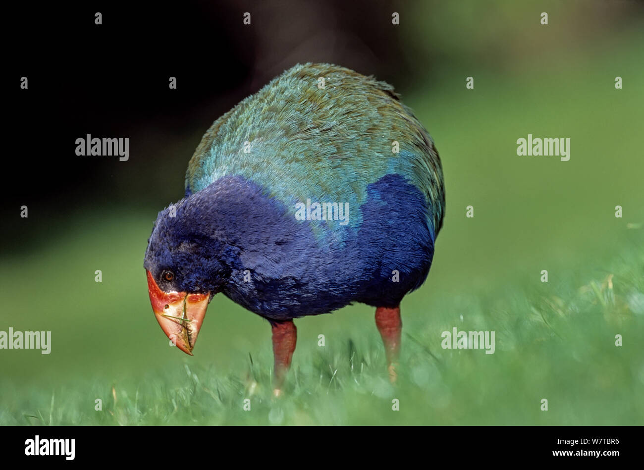 Talève takahé (Porphyrio mantelli) mange de l'herbe, l'Île Tiritiri Mantangi Réserve scientifique, en Nouvelle-Zélande. Endémique. Banque D'Images