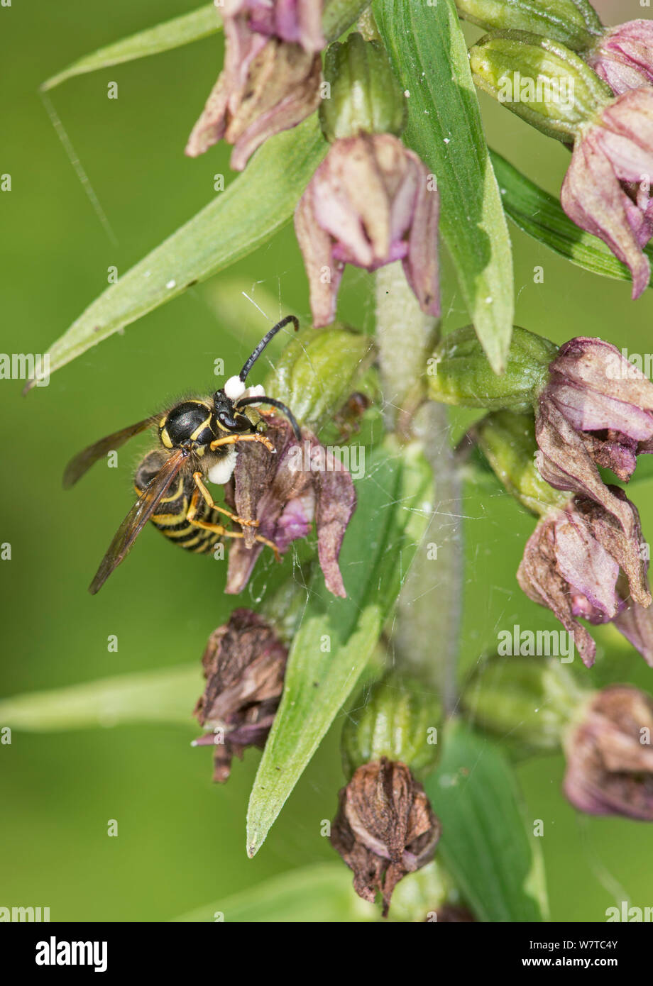 Guêpe (Vespula sp) pollinisent Feuillus Orchidée Epipactis helleborine (hellebore) avec les pollinies sur tête, Surrey, Angleterre, Royaume-Uni, août. Banque D'Images