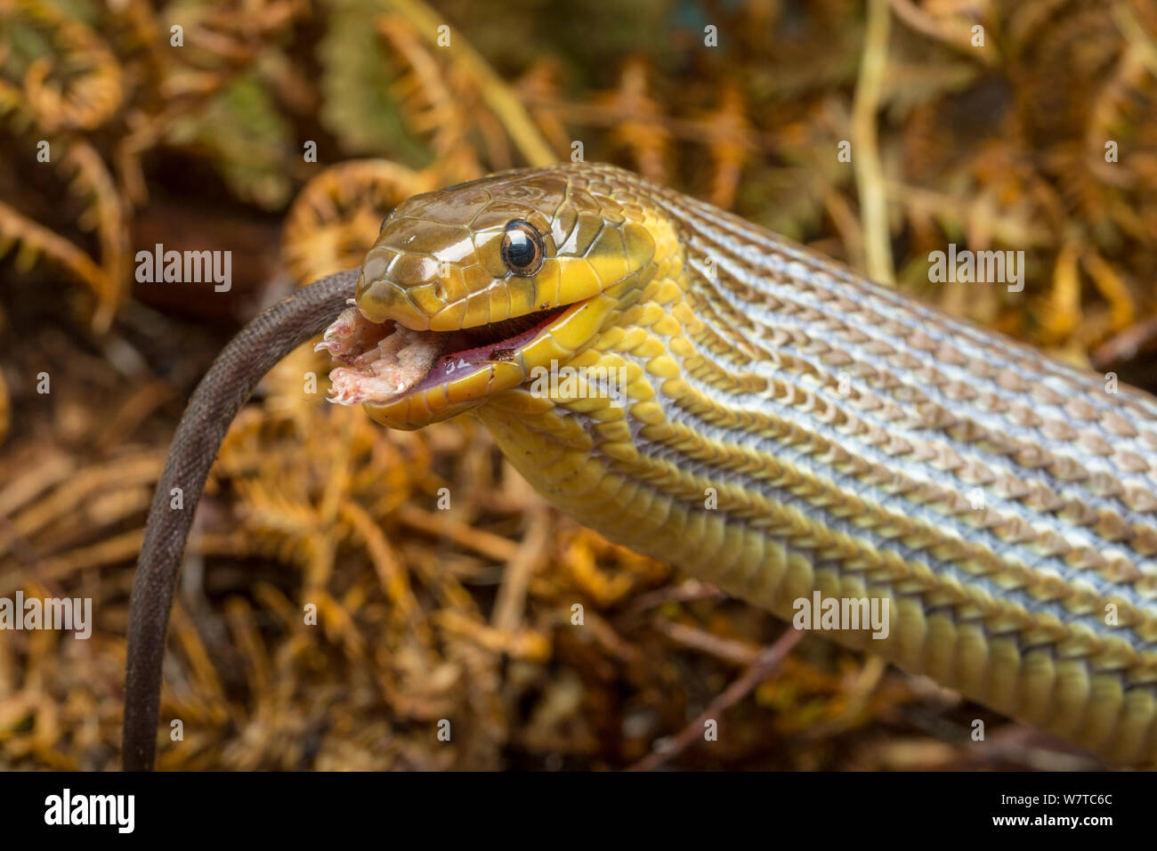 Zamenis longissimus Aesculapian snake (manger) souris, captive, originaire du sud de l'Europe. Banque D'Images