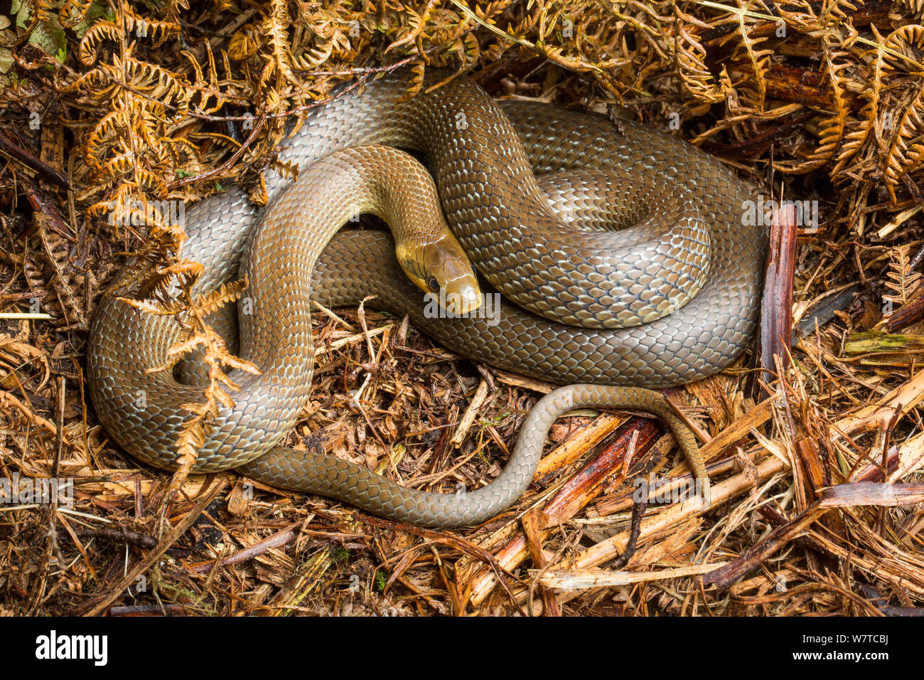 Zamenis longissimus Aesculapian snake (en captivité), originaire du sud de l'Europe Banque D'Images