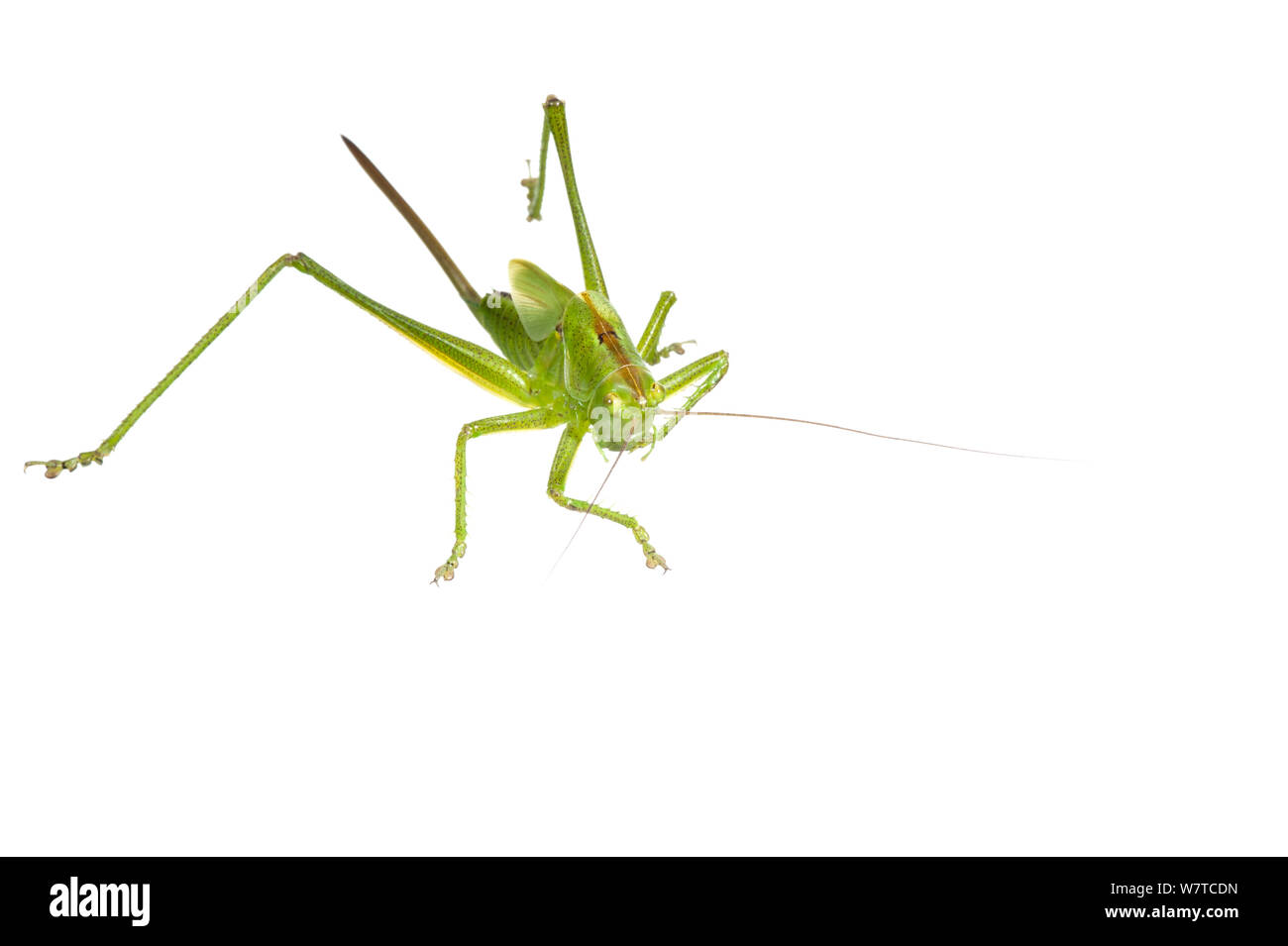 Grande Charte verte (Tettigonia viridissima) bushcricket Hirschthal, Rhénanie-Palatinat, Allemagne, juin. Projet d'Meetyourneighbors.net Banque D'Images