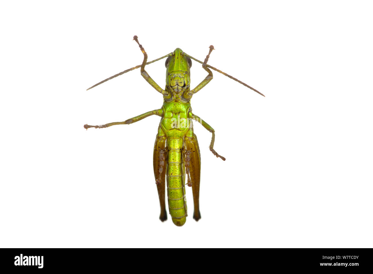Face oblique sauterelle (Chrysochraon dispar) Erpolzheim, Rhénanie-Palatinat, Allemagne, août. Projet d'Meetyourneighbors.net Banque D'Images