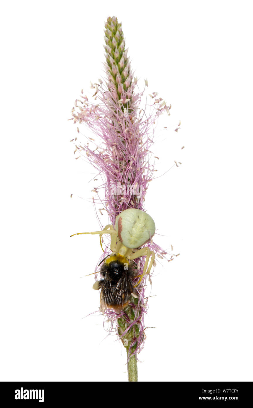 Houghton (Misumena vatia ARAIGNÉE CRABE) de la capture d'un bourdon (Bombus sp) sur Hoary plantain (Plantago media), Slovénie, Europe, juin projet Meetyourneighbors.net Banque D'Images