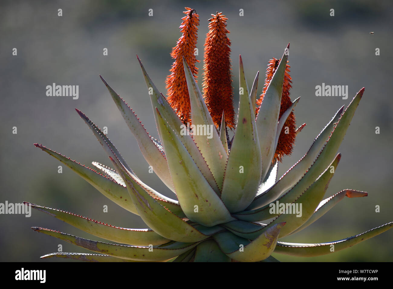 Bitter aloe (Aloe ferox) en fleur, petit karoo, Western Cape. L'Afrique du Sud, juillet. Banque D'Images