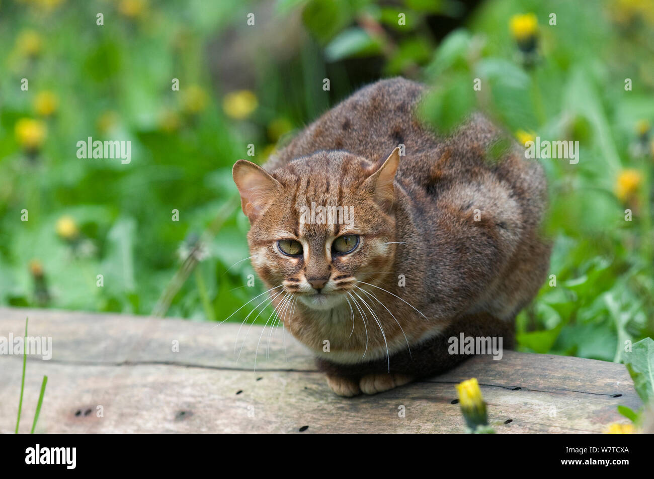 Rusty chat tacheté (Felis rubiginosus phillipsi), Sri Lanka. Banque D'Images