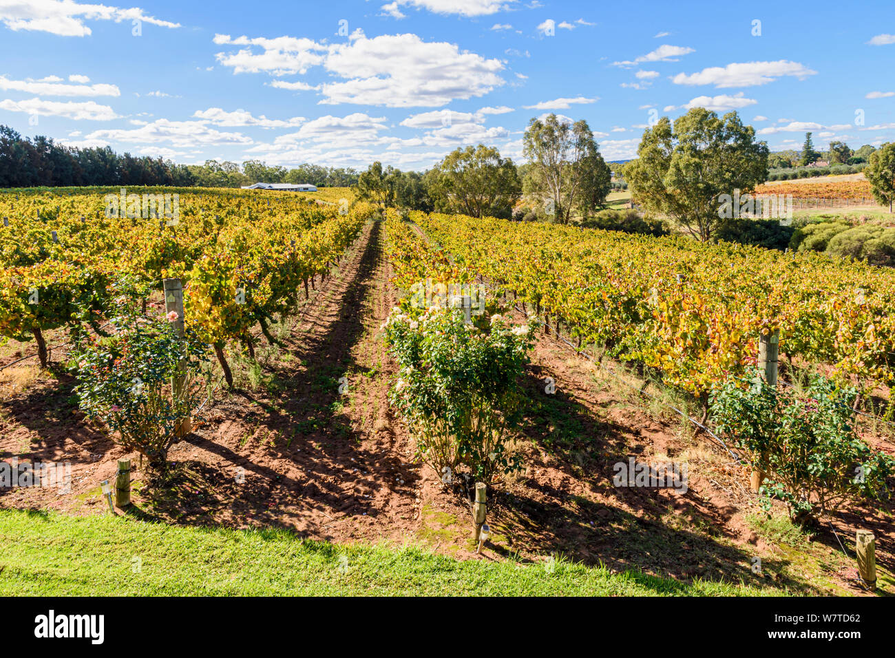 Vignes d'automne à Sittella Winery dans la Swan Valley wine region of Western Australia, Australie Banque D'Images