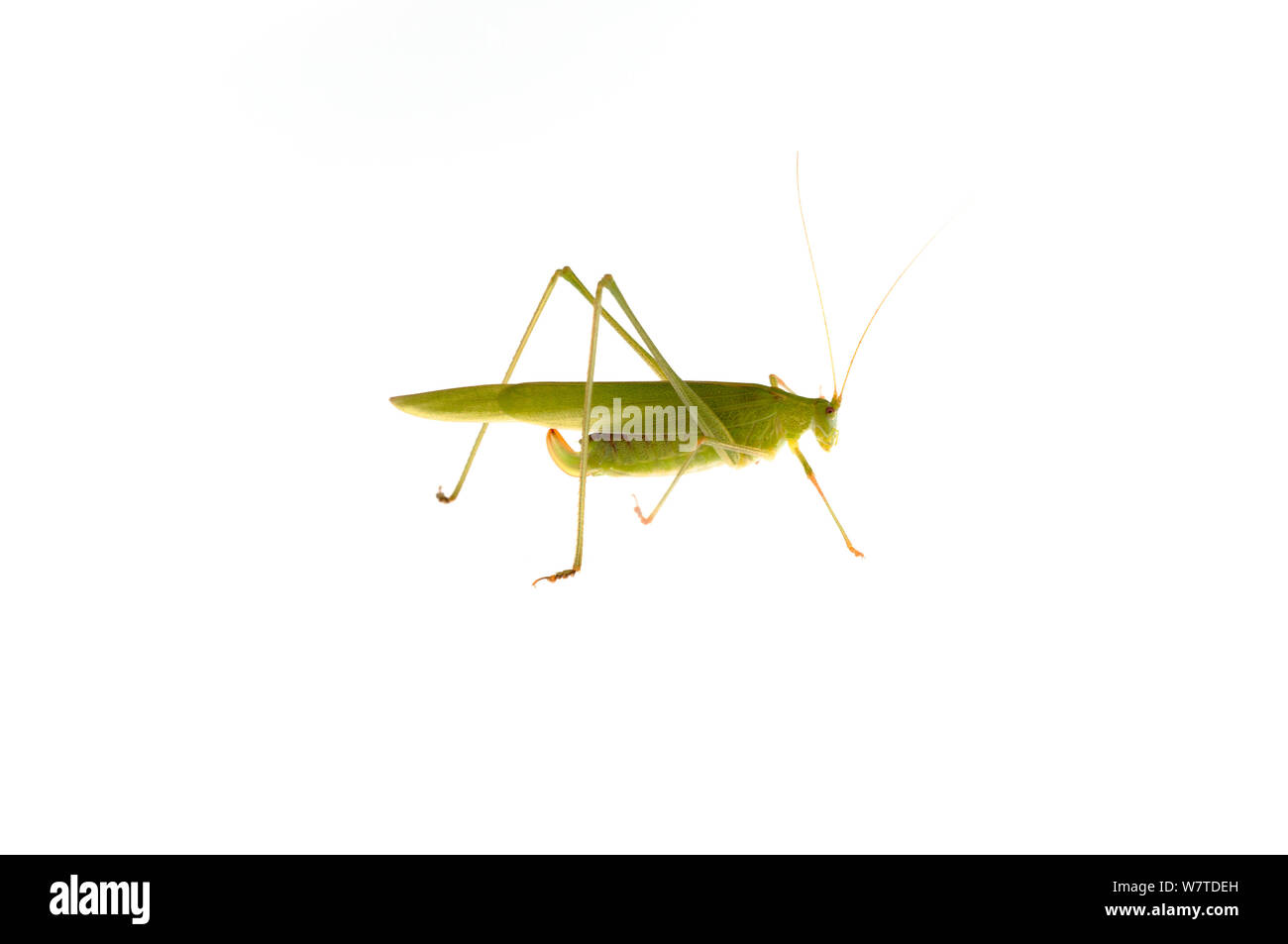 Sickle-Bearing Bush-Cricket (Phaneroptera falcata) Rhénanie-Palatinat, Allemagne, août. Projet d'Meetyourneighbors.net Banque D'Images