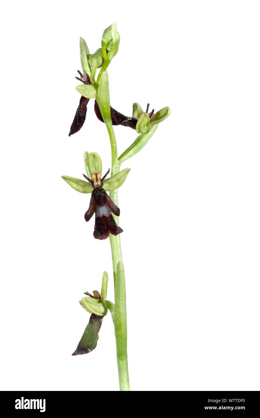 L'Orchidée Ophrys insectifera (Fly) Rhénanie-Palatinat, Allemagne, Mai. Projet d'Meetyourneighbors.net Banque D'Images