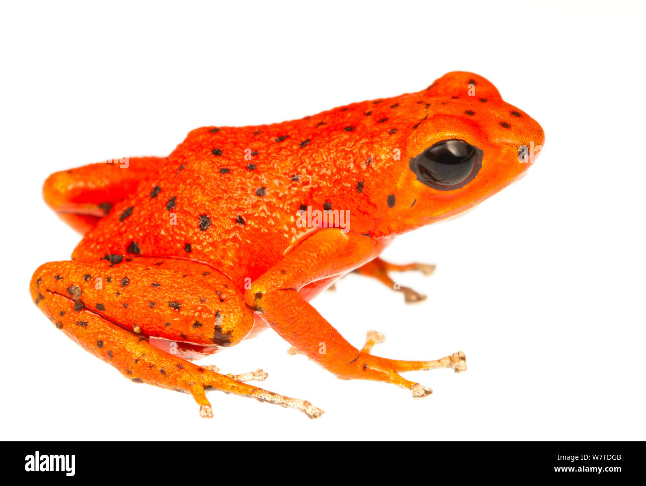 Strawberry Poison Frog (Oophaga pumilio) L'une des nombreuses formes de couleur, Tranquilo Bay, Panama. Projet d'Meetyourneighbors.net Banque D'Images