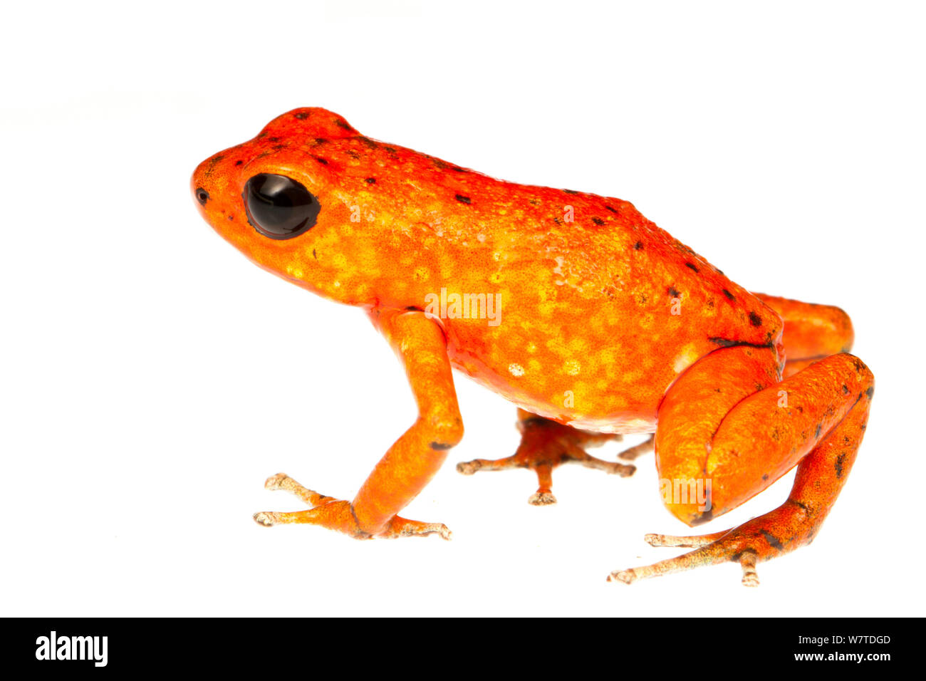 Strawberry Poison Frog (Oophaga pumilio) L'une des nombreuses formes de couleur, Tranquilo Bay, Panama. Projet d'Meetyourneighbors.net Banque D'Images