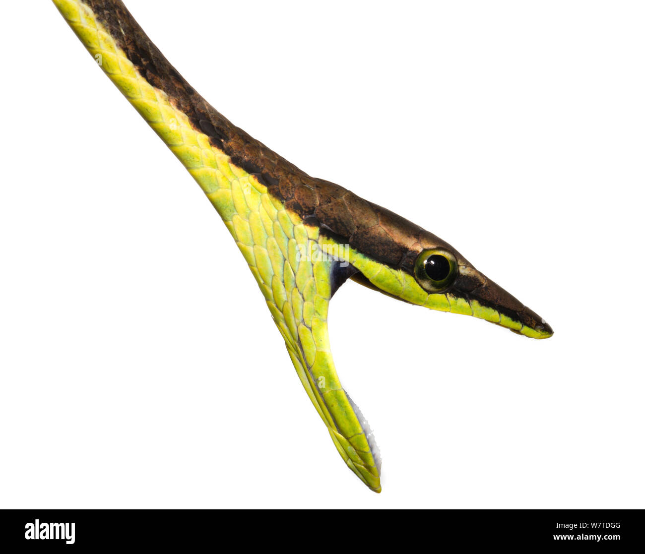 Brown Serpent de vigne (Oxybelis aeneus) avec la bouche grande ouverte, Tranquilo Bay, Panama. Projet d'Meetyourneighbors.net Banque D'Images