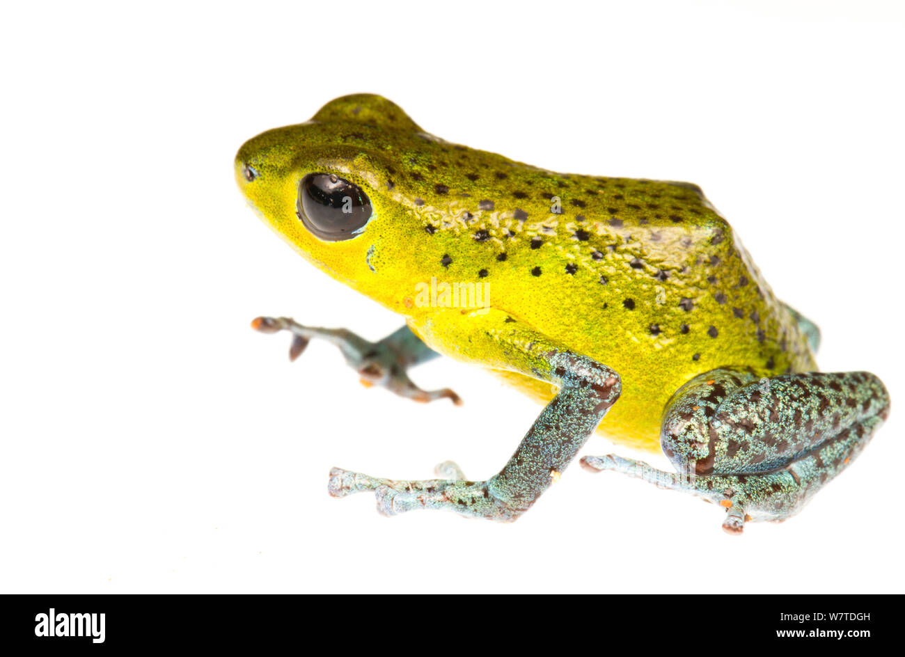 Strawberry Poison Frog (Oophaga pumilio) L'une des nombreuses formes de couleur, le sud de l'Isla Popa, au Panama. Projet d'Meetyourneighbors.net Banque D'Images
