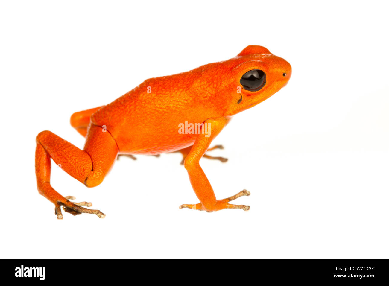 Strawberry Poison Frog (Oophaga pumilio) L'une des nombreuses formes de couleur, le Panama Esmerelda Solarte,. Projet d'Meetyourneighbors.net Banque D'Images