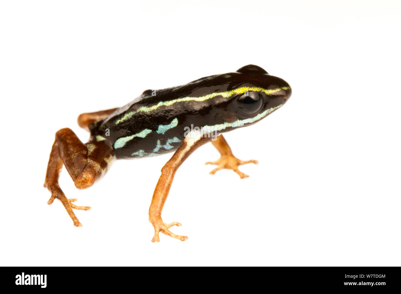 Poison dart frog (Andinobates claudiae) le sud de l'Isla Popa, au Panama. Meetyourneighbors.net projet, endémique. Banque D'Images