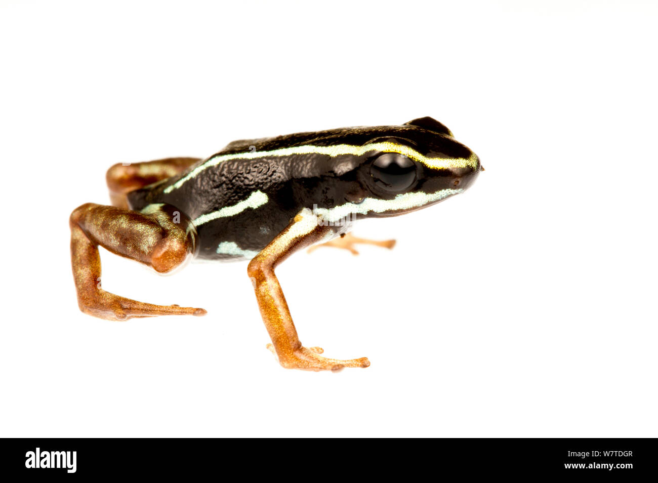 Poison dart frog (Andinobates claudiae) le sud de l'Isla Popa, au Panama. Meetyourneighbors.net projet, endémique. Banque D'Images