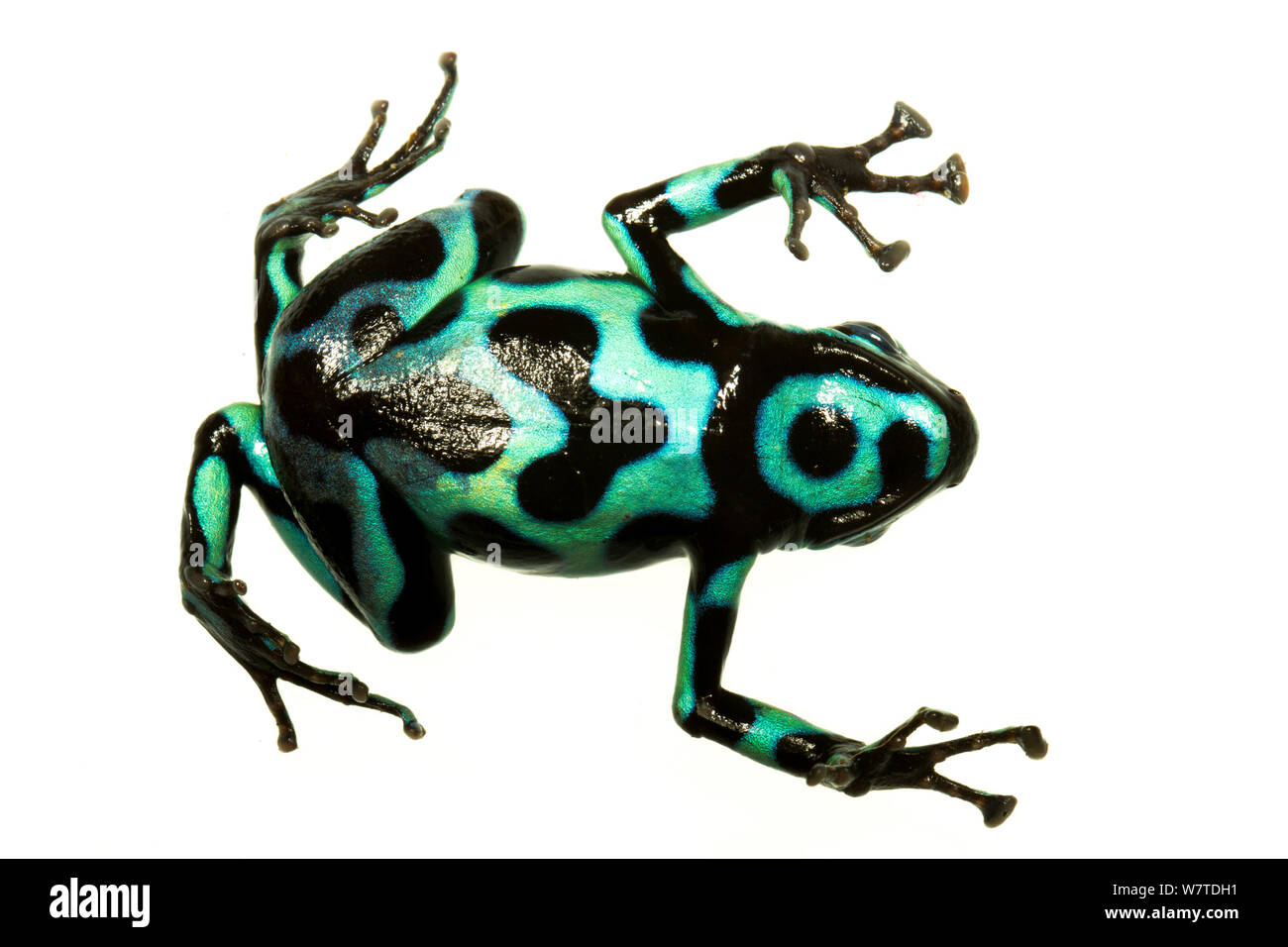 Noir et vert grenouille Poison (Dendrobates auratus) Vue du dessous, Isla Pastores, Panama. Projet d'Meetyourneighbors.net Banque D'Images