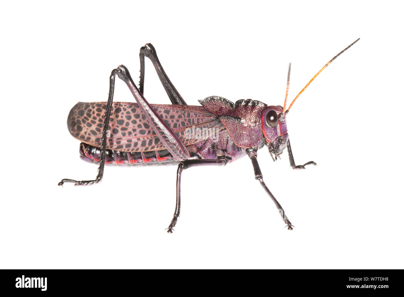 Lubber Grasshopper (Taeniopoda reticulata) l'Île de Colon, Panama. Projet d'Meetyourneighbors.net Banque D'Images