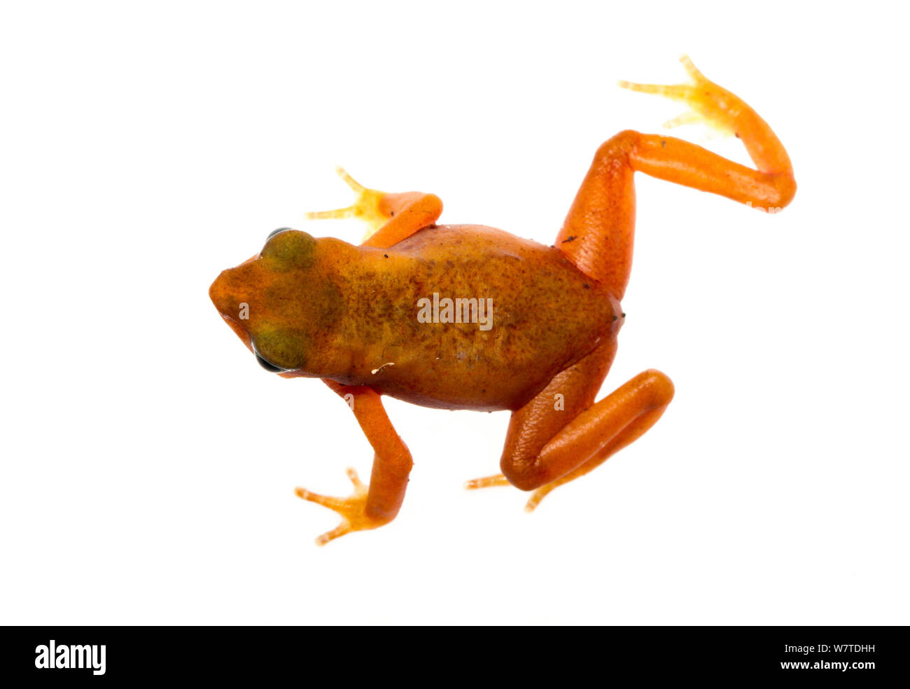 Stub-Footed Cayenne Toad (Atelopus flavescens) Matoury, Guyane française. Meetyourneighbors.net projet. Les espèces vulnérables. Banque D'Images