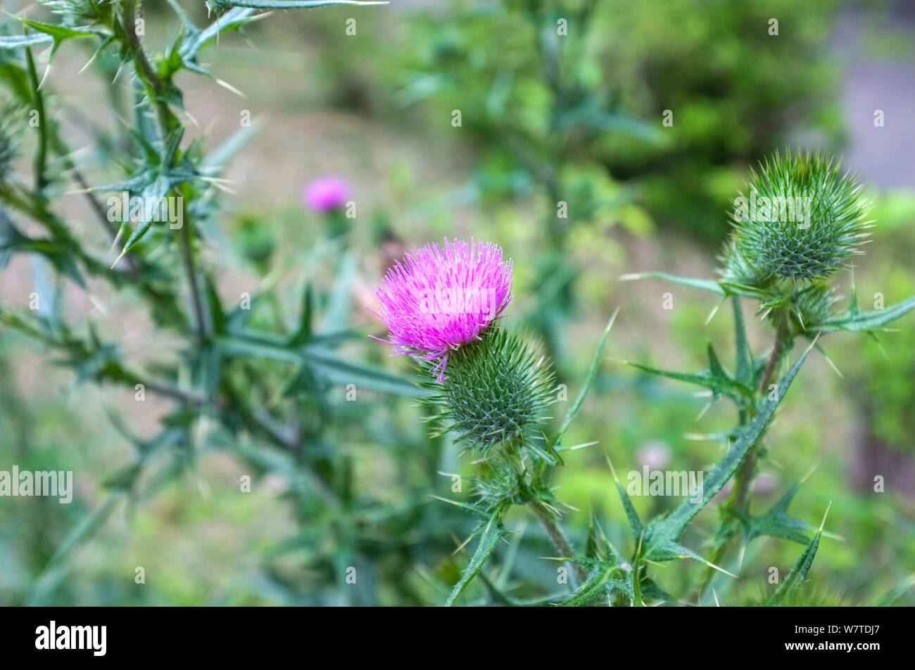 Chardon sauvage, de la famille des Astéracées. Banque D'Images