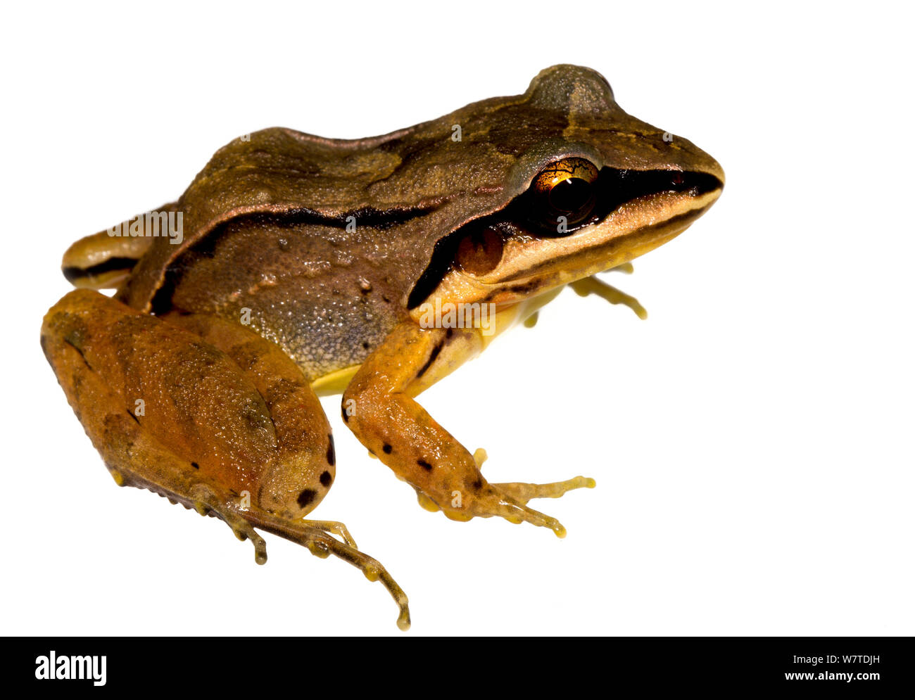 Leptodactylus mystaceus fossé (grenouille) la montagne de Kaw, Guyane française. Projet d'Meetyourneighbors.net Banque D'Images