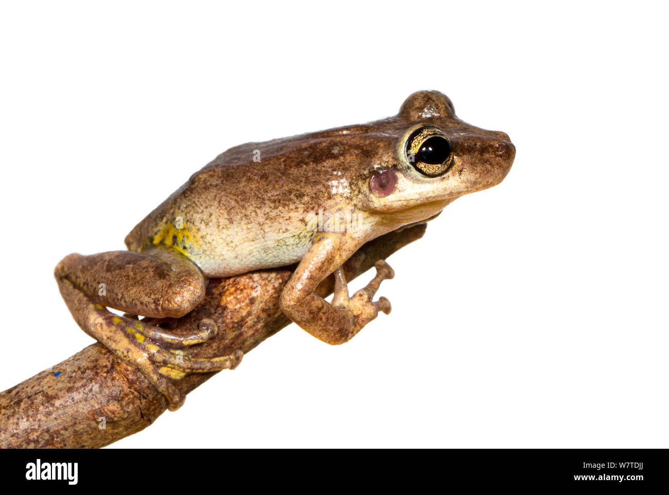 Grenouille d'arbre (Scinax ruber) la montagne de Kaw, Guyane française. Projet d'Meetyourneighbors.net Banque D'Images