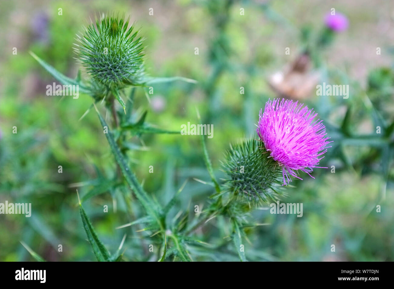 Chardon sauvage, de la famille des Astéracées. Banque D'Images