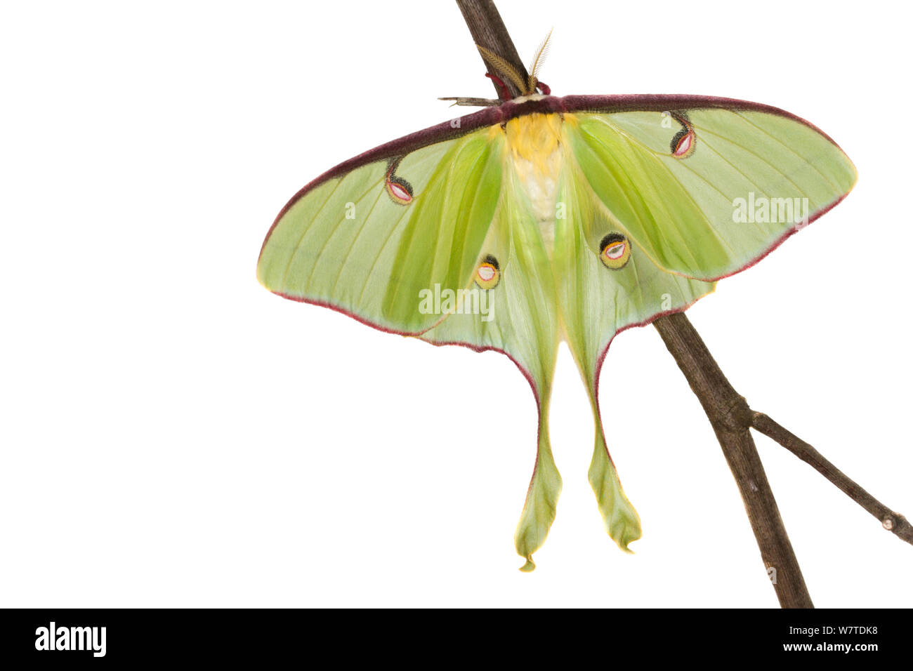 Luna Moth (Actias luna) Oxford, Mississippi, USA, avril. Projet d'Meetyourneighbors.net Banque D'Images