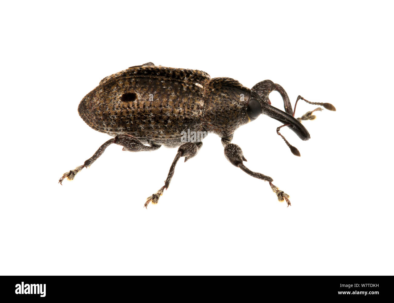 Charançons (Curculionidae) non identifié Gamboa, Panama. Projet d'Meetyourneighbors.net Banque D'Images