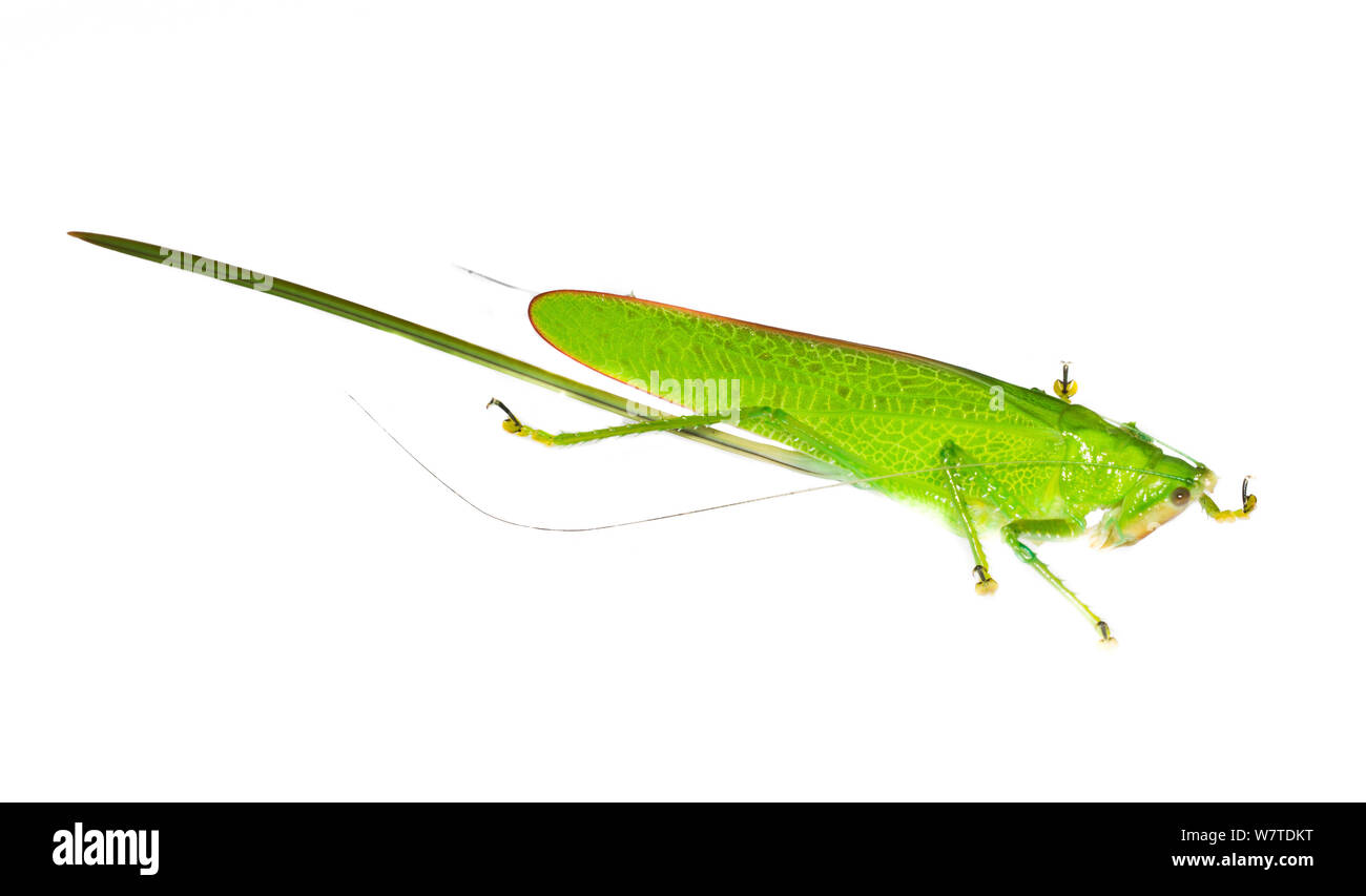 Katydid non identifiés (Tettigonidae) Gamboa, Panama. Projet d'Meetyourneighbors.net Banque D'Images