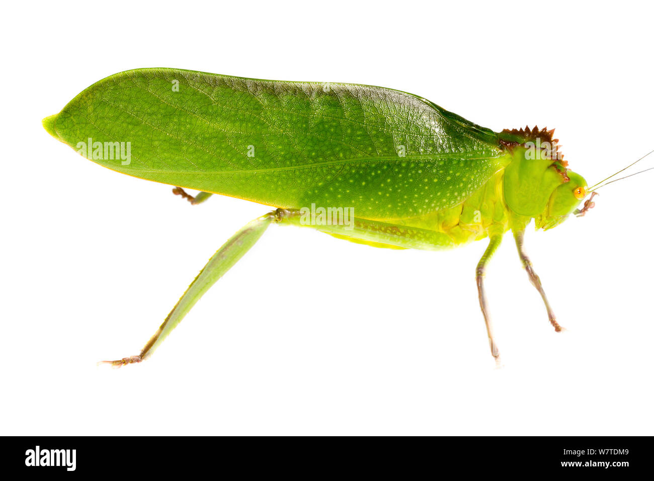 Grand inconnu Katydid (Tettigoniidae) Gamboa, Panama. Projet d'Meetyourneighbors.net Banque D'Images