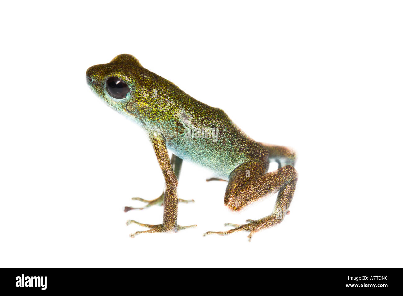 Strawberry Poison Frog (Oophaga pumilio) L'une des nombreuses formes de couleur, Loma Partida, Panama. Projet d'Meetyourneighbors.net Banque D'Images