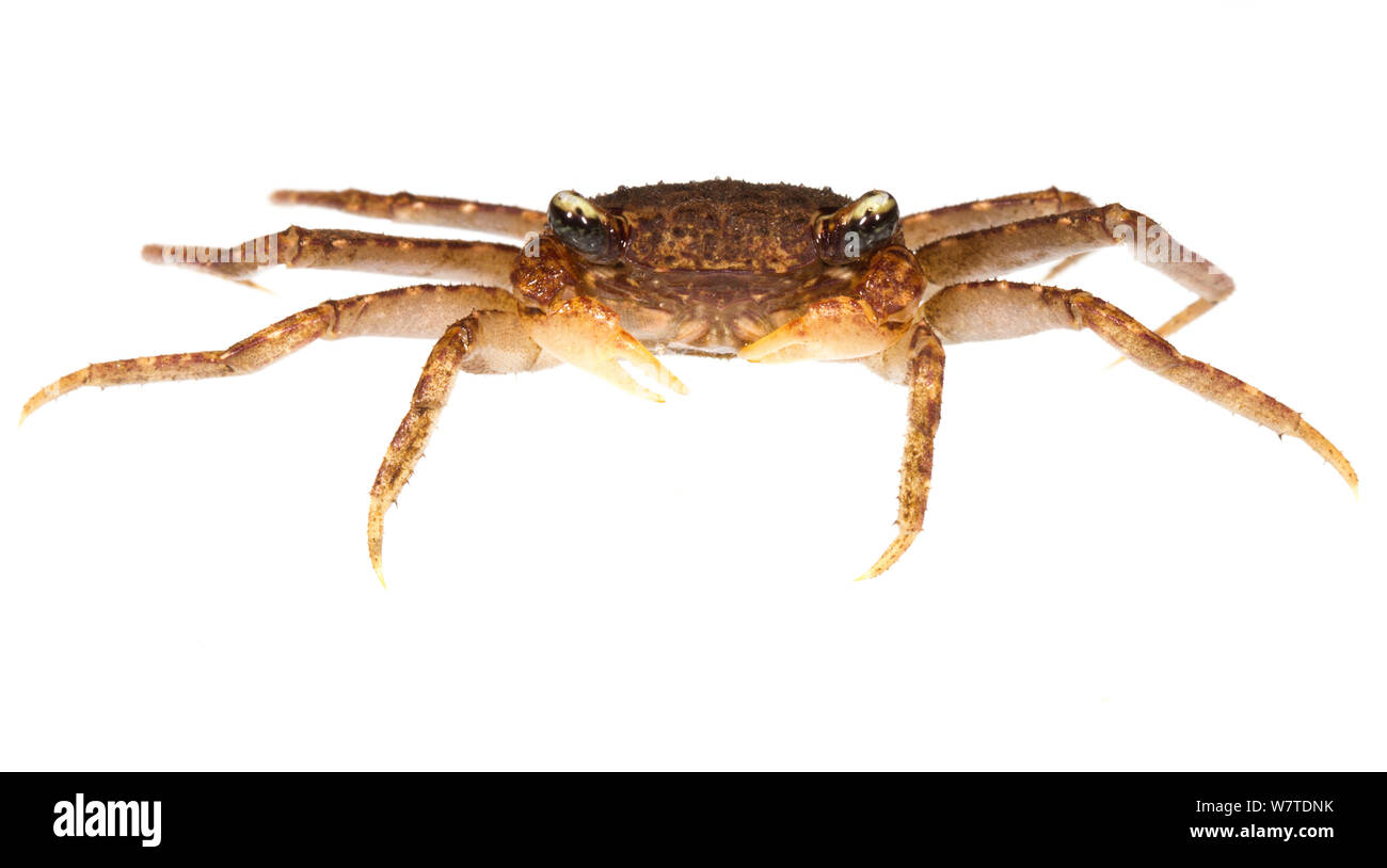 Crabe non identifié, l'Île de Colon, Panama. Projet d'Meetyourneighbors.net Banque D'Images