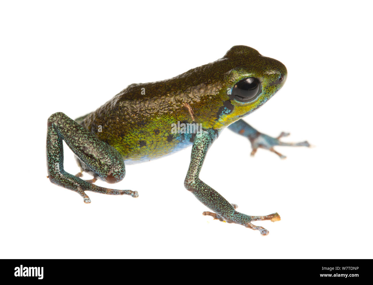 Red Poison Dart Frog Banque D Images Detourees Page 2 Alamy