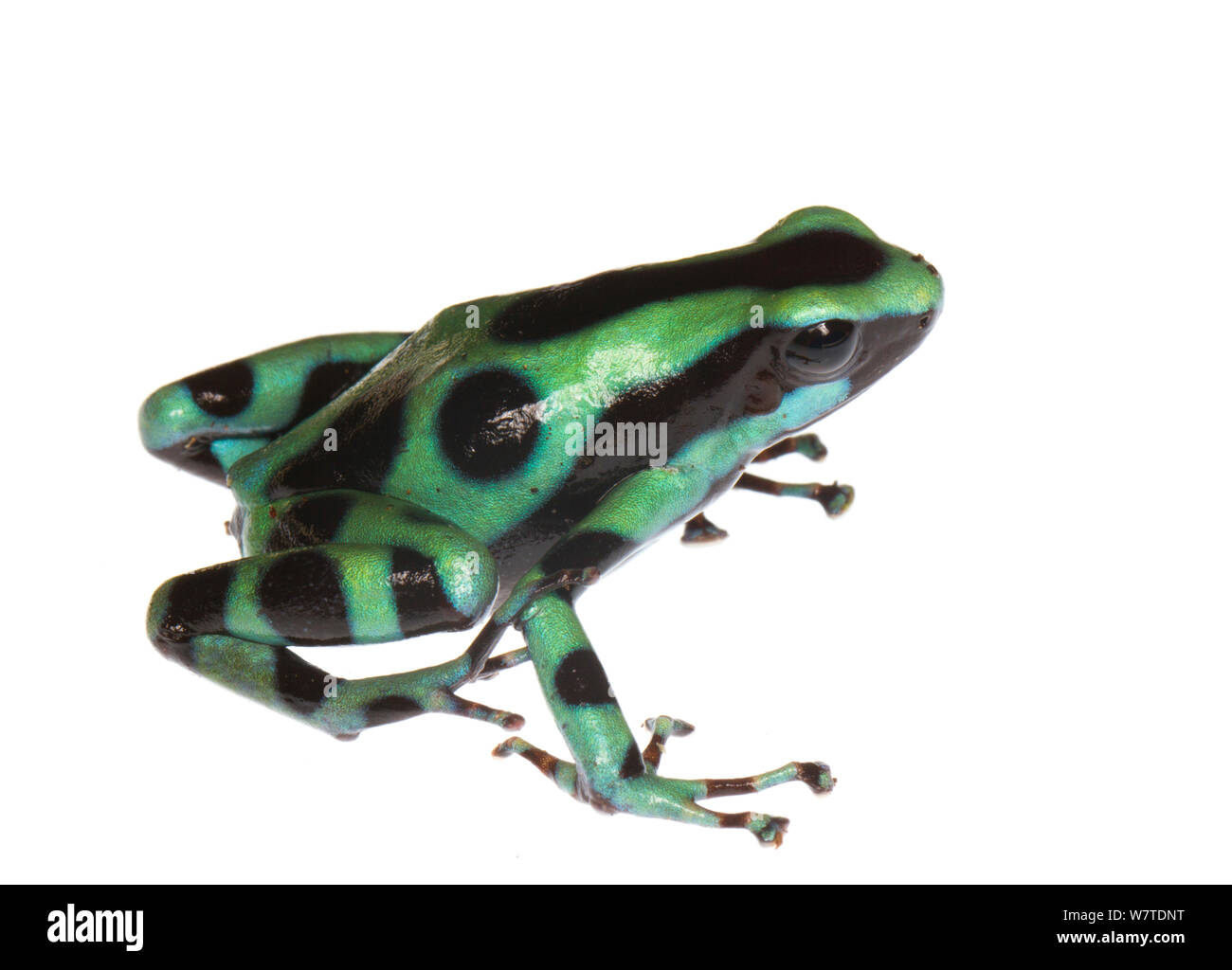 Noir et vert grenouille Poison (Dendrobates auratus) Almirante, Panama. Projet d'Meetyourneighbors.net Banque D'Images