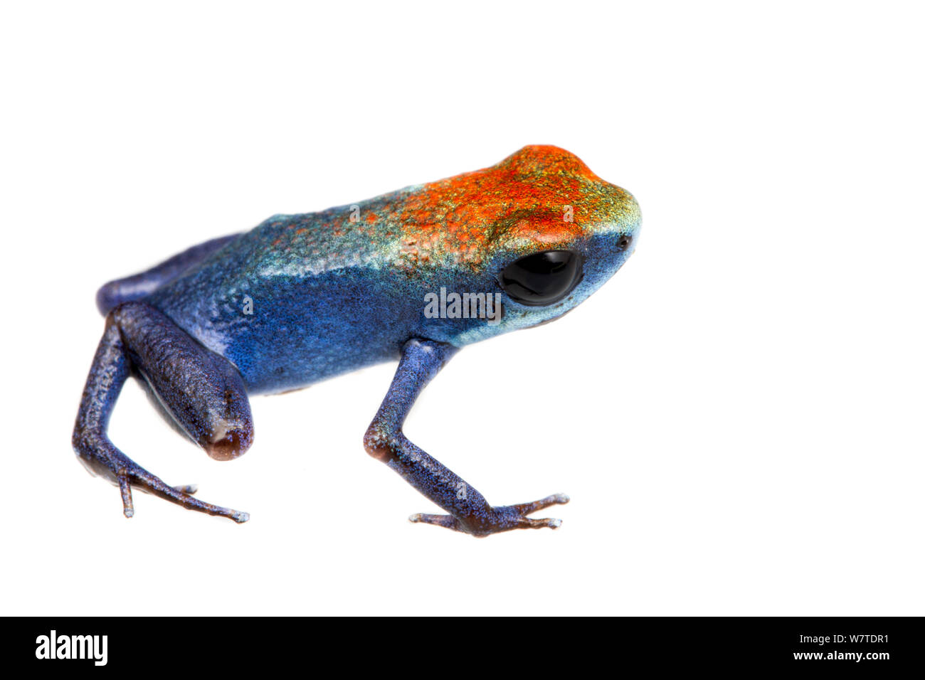 Strawberry Poison Frog (Oophaga pumilio) L'une des nombreuses formes de couleur, Escudo de Veraguas, Panama. Projet d'Meetyourneighbors.net Banque D'Images