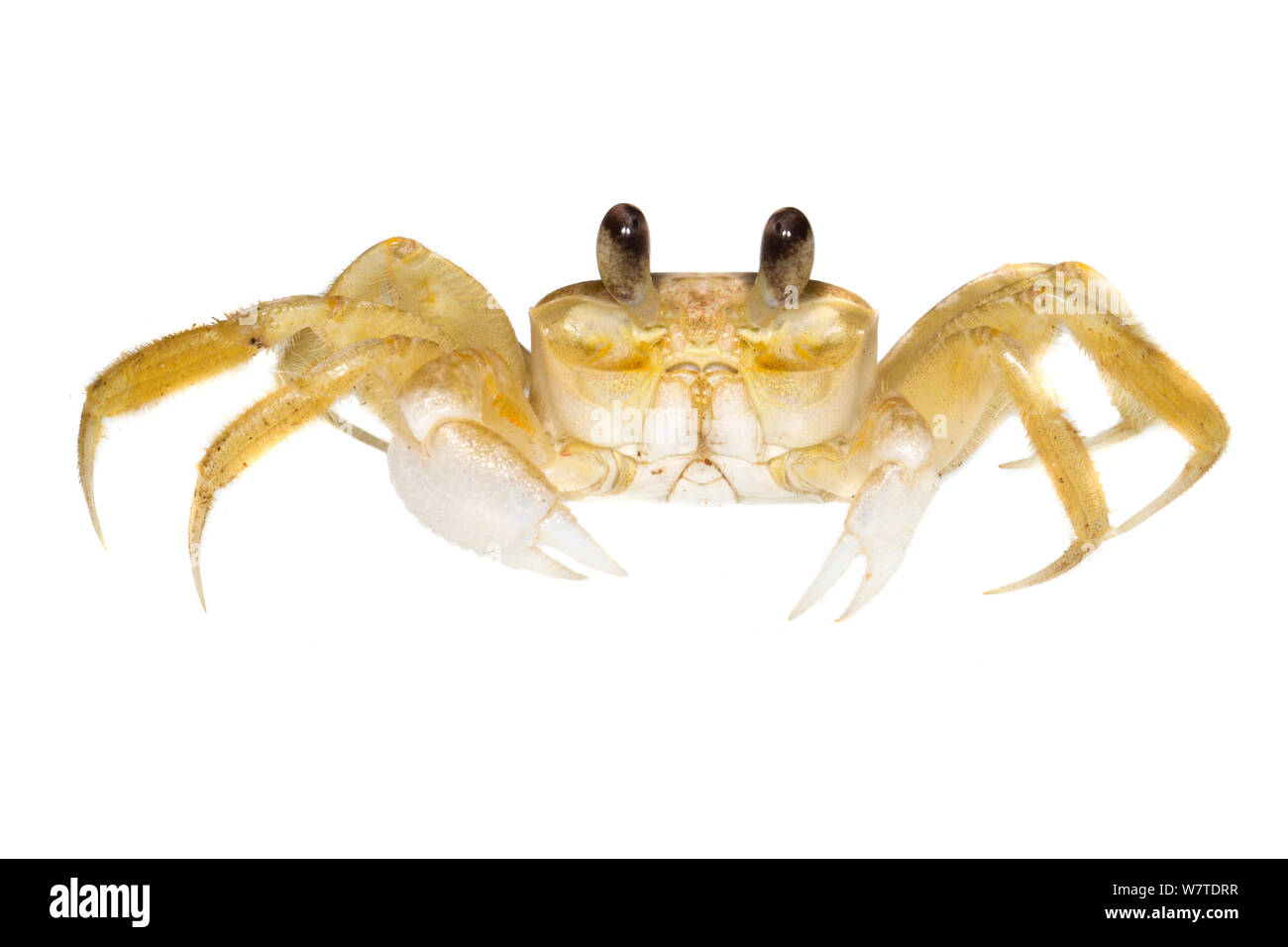 Le crabe fantôme non identifiés Escudo de Veraguas, Panama. Projet d'Meetyourneighbors.net Banque D'Images