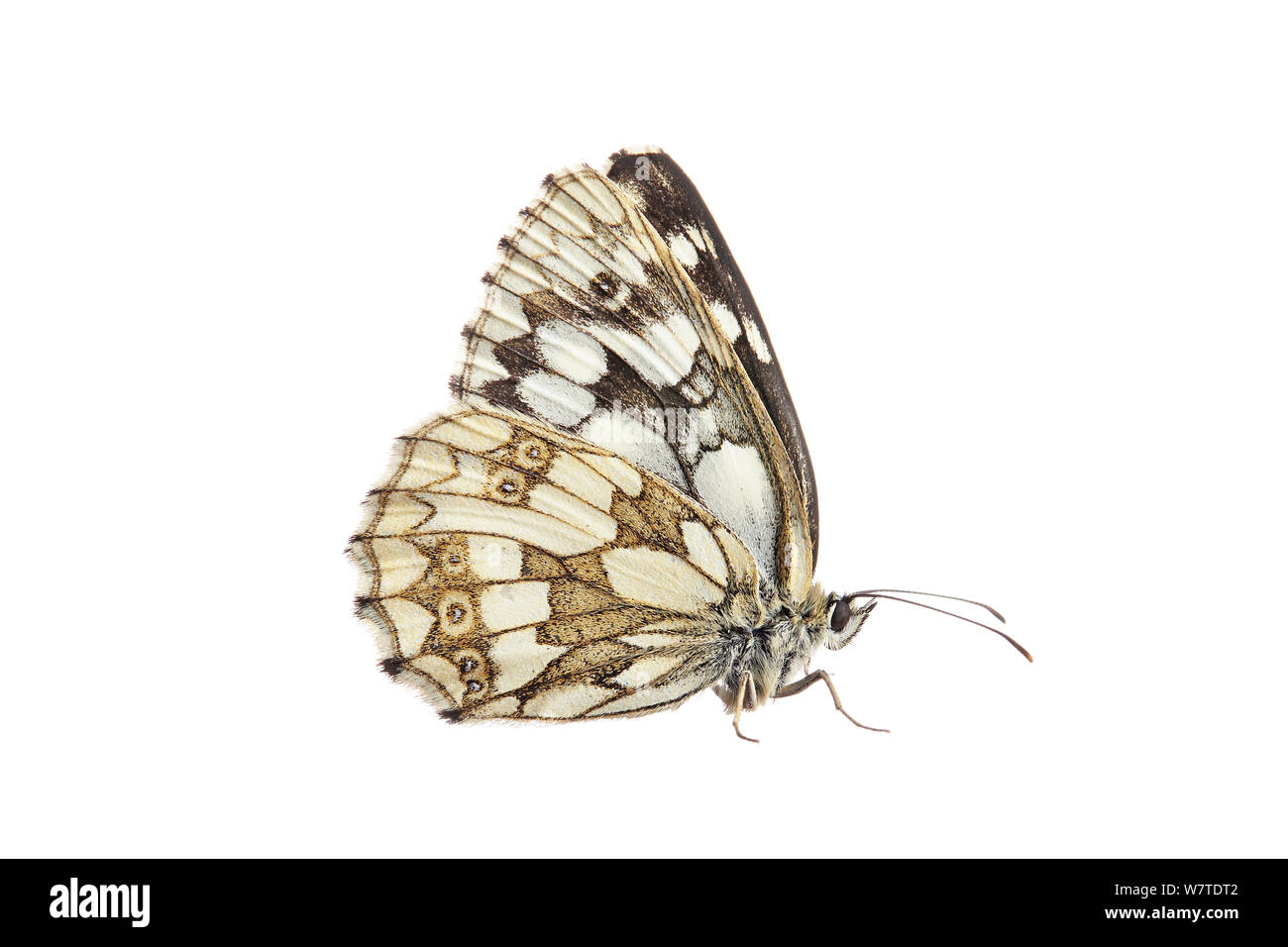 Papillon blanc marbré (Melanargia galathea) Barnt Green, Worcestershire, Royaume-Uni, juillet. Projet d'Meetyourneighbors.net Banque D'Images