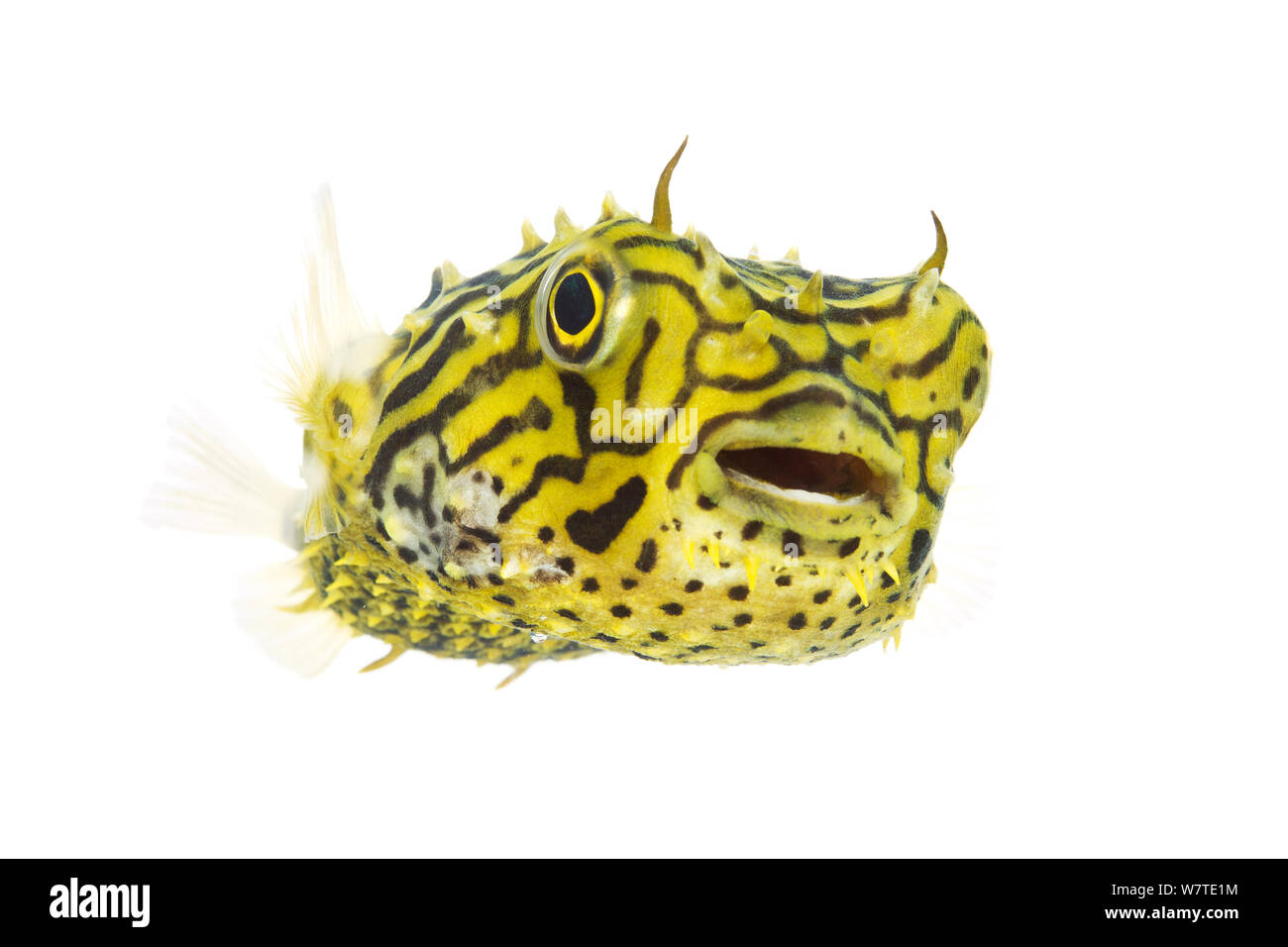 Burrfish rayé (Chilomycterus schoepfi) portrait, Laguna Madre, South Padre Island, Cameron Comté, bas Rio Grande Valley, Texas, États-Unis d'Amérique, Amérique du Nord, en mai. Projet d'Meetyourneighbors.net Banque D'Images