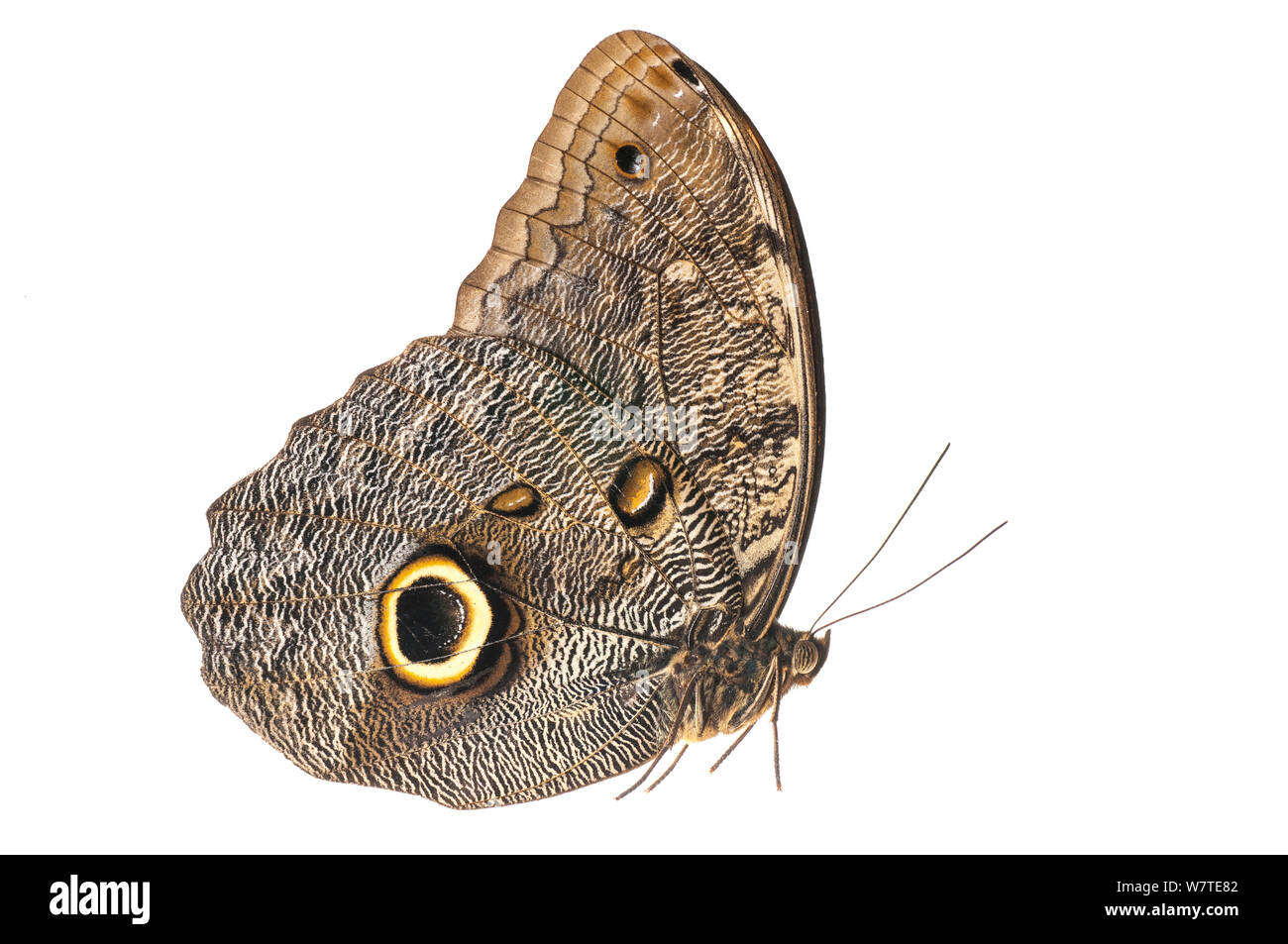 Owl Butterfly (Caligo telamonius) Montagnes Kanuku, Guyana. Projet d'Meetyourneighbors.net Banque D'Images