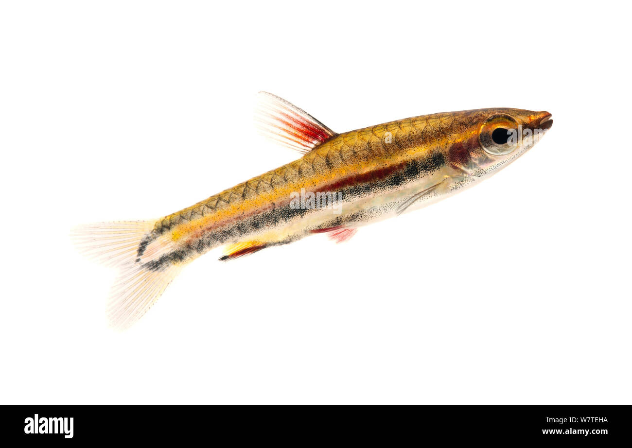 Crayon nain (poisson Nannostomus marginatus) près de Manacapuru, au Brésil. Projet d'Meetyourneighbors.net Banque D'Images