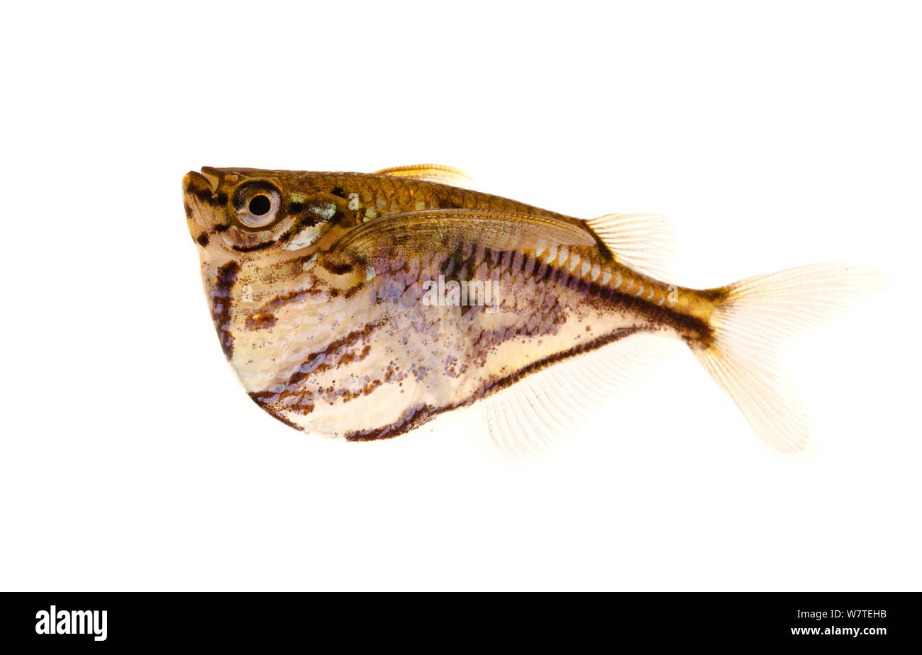 Marbled hatchetfish (Carnegiella strigata) près de Manacapuru, au Brésil. Projet d'Meetyourneighbors.net Banque D'Images