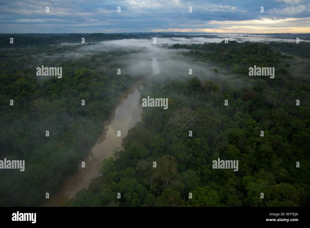 Vue aérienne de brume du matin au-dessus de la rivière Tiputini dans le Parc National Yasuní, Francisco de Orellana, Province de l'Équateur, juillet. Banque D'Images