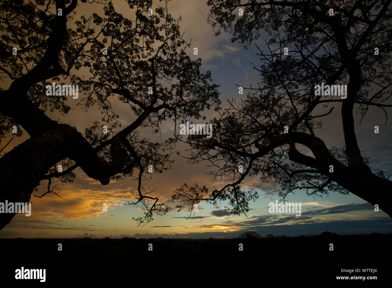 Vue depuis la tour de la canopée au Napo Wildlife Center dans le Parc National Yasuní, Francisco de Orellana, Province de l'Équateur, juillet. Banque D'Images