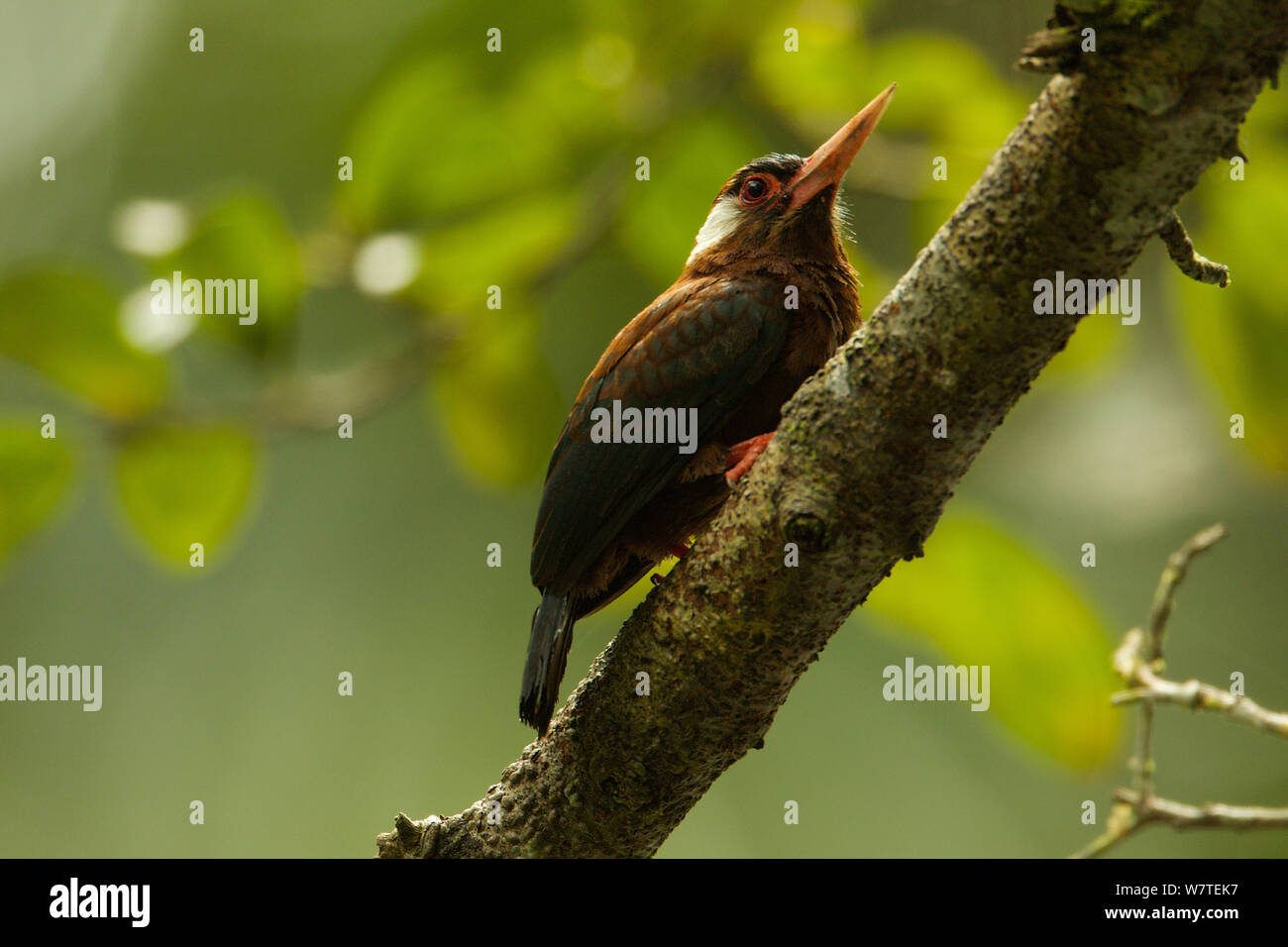 White-eared Jacamar (Galbalcyrhynchus leucotis) le long d'un ruisseau au sud de Napo Wildlife Center dans le Parc National Yasuní, Province d'Orellana, l'Équateur, juillet. Banque D'Images