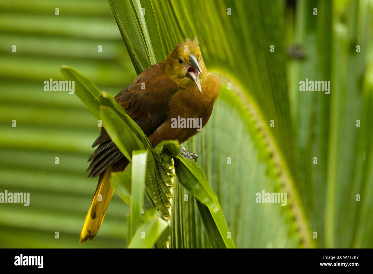 Russet-femelle (Psarocolius angustifrons adossés Oropendula) à Napo Wildlife Center, le Parc National Yasuní, Province d'Orellana, l'Équateur, juillet. Banque D'Images