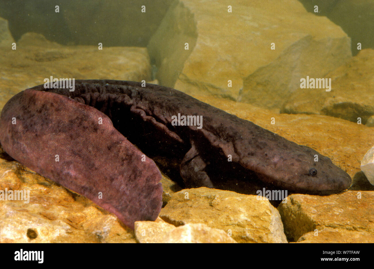 La Salamandre géante de Chine (Andrias davidianus) Chine, captive. Critique d'extinction. Banque D'Images