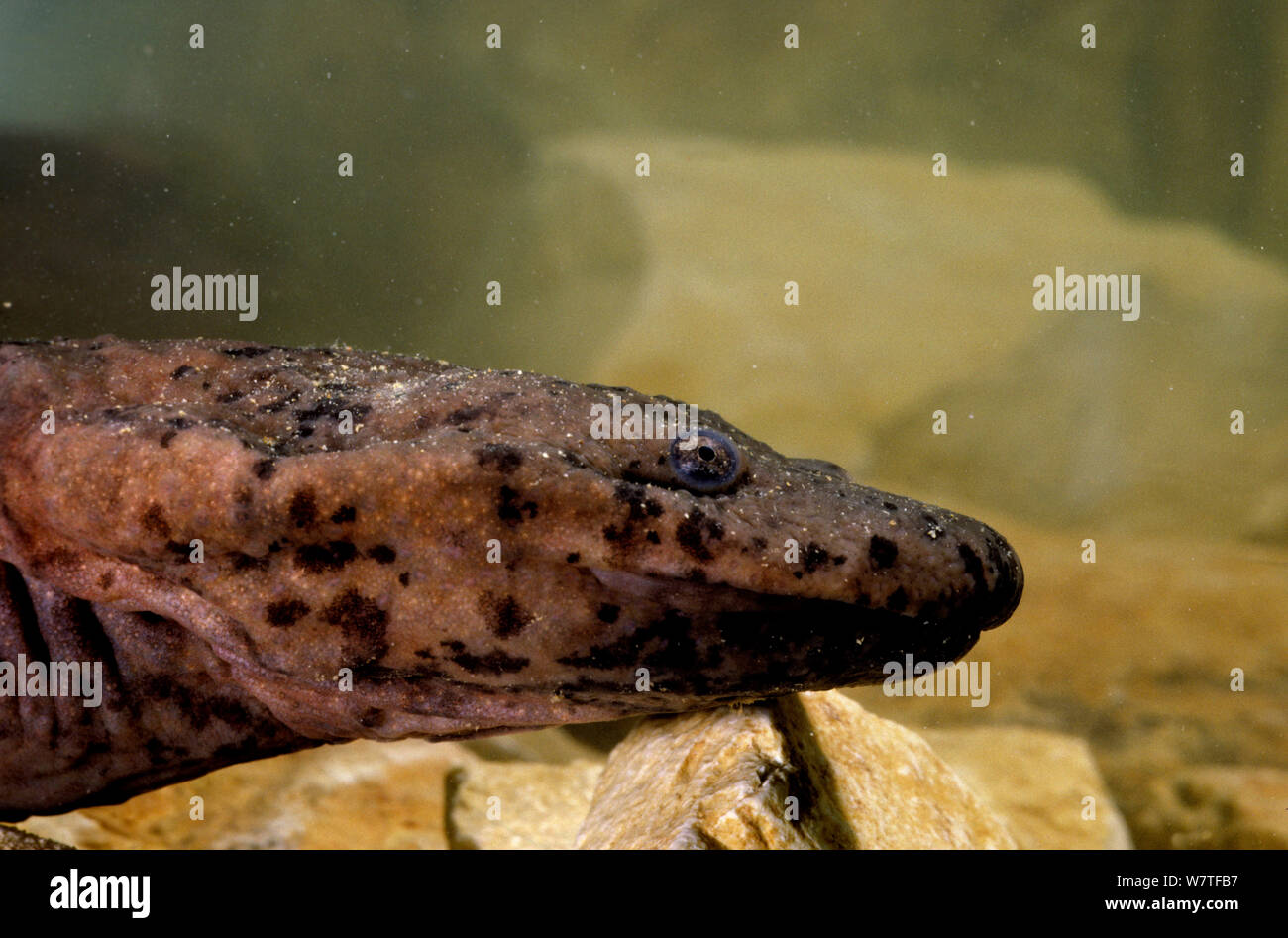 La Salamandre géante de Chine (Andrias davidianus) Chine, captive. Critique d'extinction. Banque D'Images