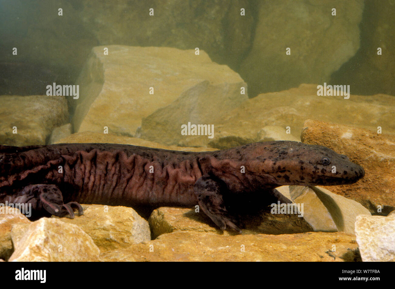 La Salamandre géante de Chine (Andrias davidianus) Chine, captive. Critique d'extinction. Banque D'Images