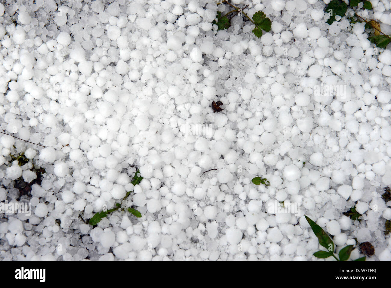 Gros grêlons recueillies sur le sol après une tempête, Herefordshire, Angleterre, Royaume-Uni, décembre. Banque D'Images