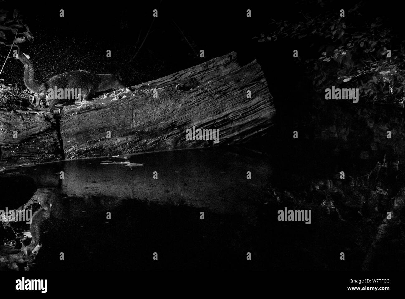 La loutre (Lutra lutra) secouer l'eau sur log, prises de nuit avec l'appareil photo à distance infrarouge piège, Mayenne, Pays de Loire, France. Banque D'Images